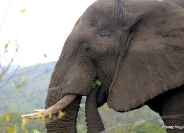 Elephant2