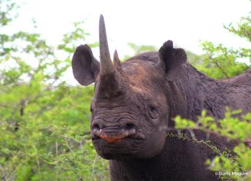 Rhino Black Copy